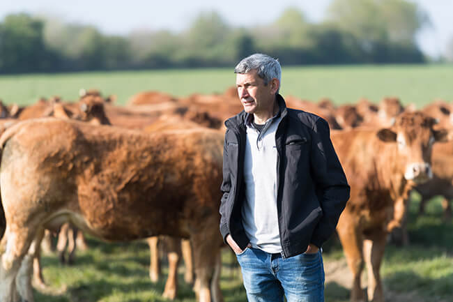 agromousquetaires filiere boeuf agromousquetaires filiere boeuf